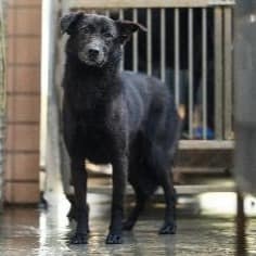 【待認養】混種犬 狗 (男生) - 新北市淡水區公立動物之家