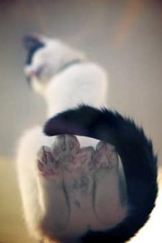 凱特精品貓旅館