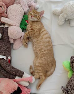 白色微笑犬舍