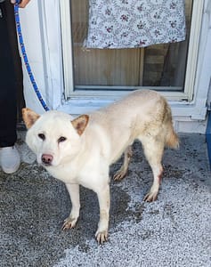 【待認養】柴犬 狗 (男生) - 新北市中和區公立動物之家