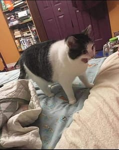 咪咪匠寵物美容