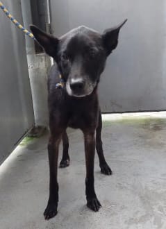 【待認養】混種犬 狗 (男生) - 新北市五股區公立動物之家