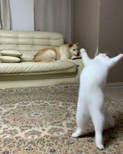 小老師寵物美容