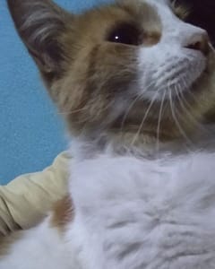 竹林寵物