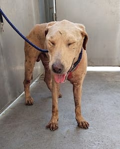 【待認養】混種犬 狗 (男生) - 新北市五股區公立動物之家
