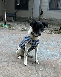 【急尋】混種犬 - 南投市草屯鎮復興里復興路269號 (黑白色)