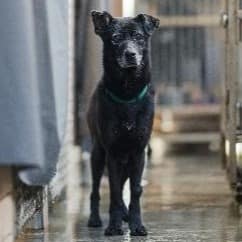 【待認養】混種犬 狗 (女生) - 新北市淡水區公立動物之家