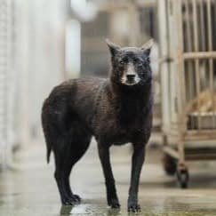 【待認養】混種犬 狗 (女生) - 新北市淡水區公立動物之家