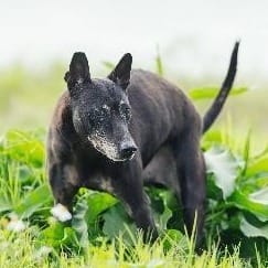 【待認養】混種犬 狗 (男生) - 新北市淡水區公立動物之家