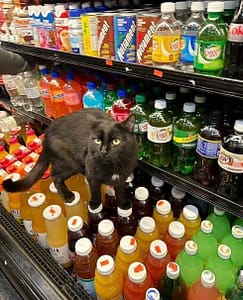 伴伴寵物美容