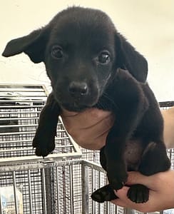 【待認養】混種犬 狗 (女生) - 花蓮縣狗貓躍動園區