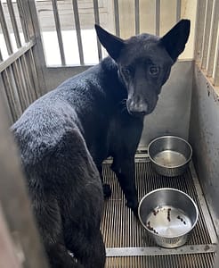 【待認養】混種犬 狗 (男生) - 桃園市動物保護教育園區