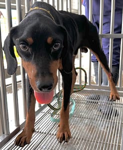 【待認養】混種犬 狗 (男生) - 花蓮縣狗貓躍動園區