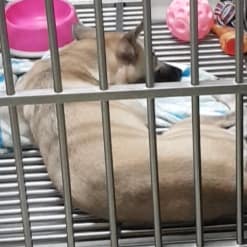 【急尋】混種犬 - 臺東縣臺東市中興路二段。7-11東糖門市前 (米咖啡色)