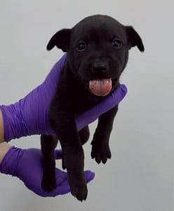 【待認養】混種犬 狗 (女生) - 花蓮縣狗貓躍動園區