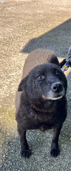 【待認養】混種犬 狗 (女生) - 新北市三芝區公立動物之家