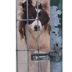 【待認養】混種犬 狗 (女生) - 連江縣動物之家