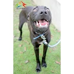 【待認養】混種犬 狗 (女生) - 臺中市動物之家后里園區