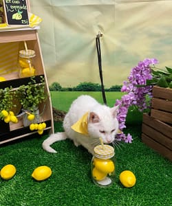 毛爾呼動物醫院