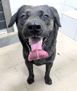 【待認養】混種犬 狗 (男生) - 新竹縣動物保護教育園區