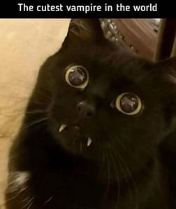 苙堡寵物生活館