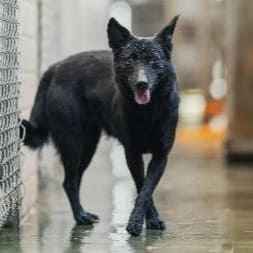 【待認養】混種犬 狗 (女生) - 新北市淡水區公立動物之家