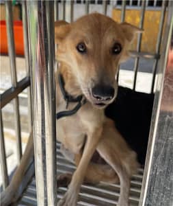 【待認養】混種犬 狗 (女生) - 澎湖縣流浪動物收容中心