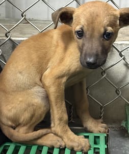 【待認養】混種犬 狗 (女生) - 臺東縣動物收容中心