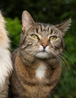 三貓一家有限公司