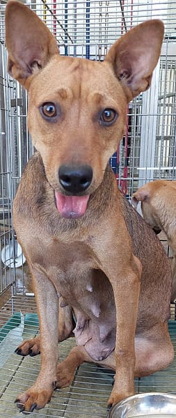 【待認養】混種犬 狗 (女生) - 花蓮縣狗貓躍動園區