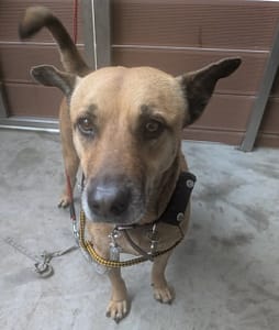 【待認養】混種犬 狗 (男生) - 新北市五股區公立動物之家