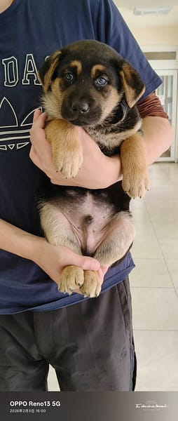 【待認養】混種犬 狗 (男生) - 金門縣動物收容中心