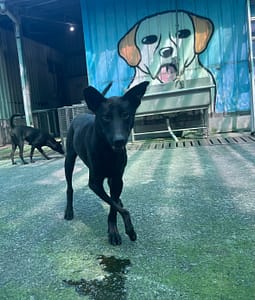 【待認養】混種犬 狗 (女生) - 屏東縣公立犬貓中途之家