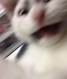 有狗好商行
