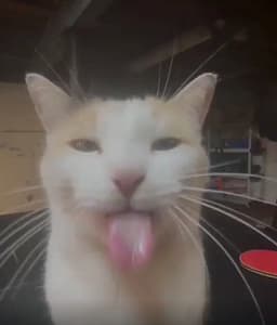 毛毛先生精品貓館