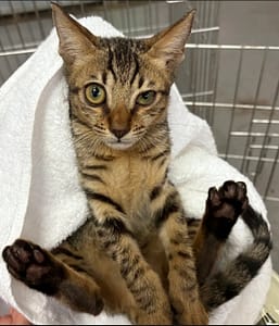 【待認養】混種貓 貓 (男生) - 新北市五股區公立動物之家