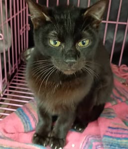 【待認養】混種貓 貓 (男生) - 新北市淡水區公立動物之家