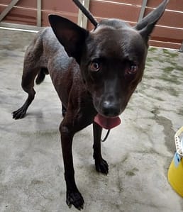 【待認養】混種犬 狗 (男生) - 新北市五股區公立動物之家