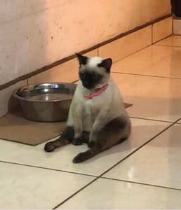 維多利亞寵物美學