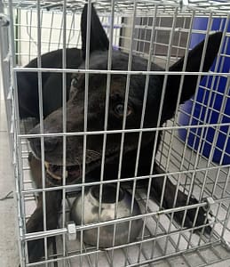 【待認養】混種犬 狗 (男生) - 嘉義市動物保護教育園區