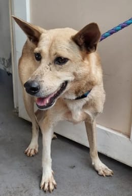 【待認養】混種犬 狗 (女生) - 新北市五股區公立動物之家