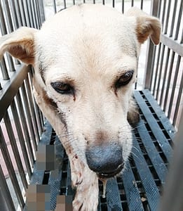【待認養】混種犬 狗 (女生) - 臺中市動物之家南屯園區