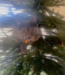 浪花寵藝工作室