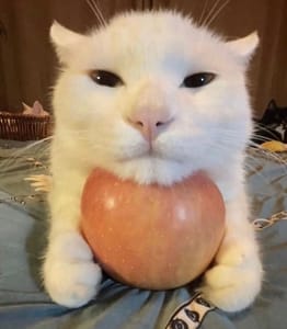 探索貓園企業社