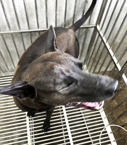 【待認養】混種犬 狗 (男生) - 基隆市寵物銀行