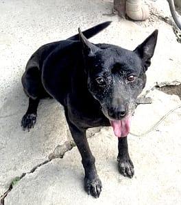 【急尋】混種犬 - 屏東縣屏東市 (黑色)