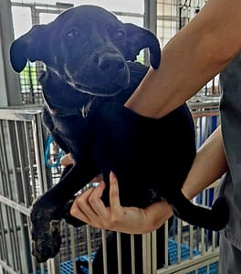 【待認養】混種犬 狗 (男生) - 花蓮縣狗貓躍動園區