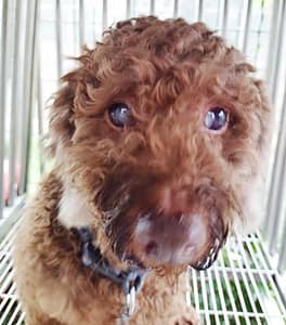 【待認養】貴賓犬 狗 (男生) - 臺中市動物之家南屯園區