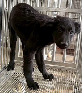 【待認養】混種犬 狗 (女生) - 花蓮縣狗貓躍動園區