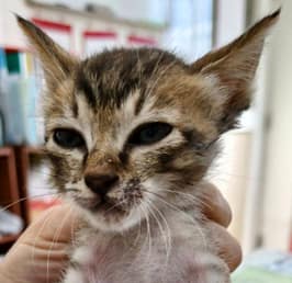 【待認養】混種貓 貓 (女生) - 新北市三芝區公立動物之家